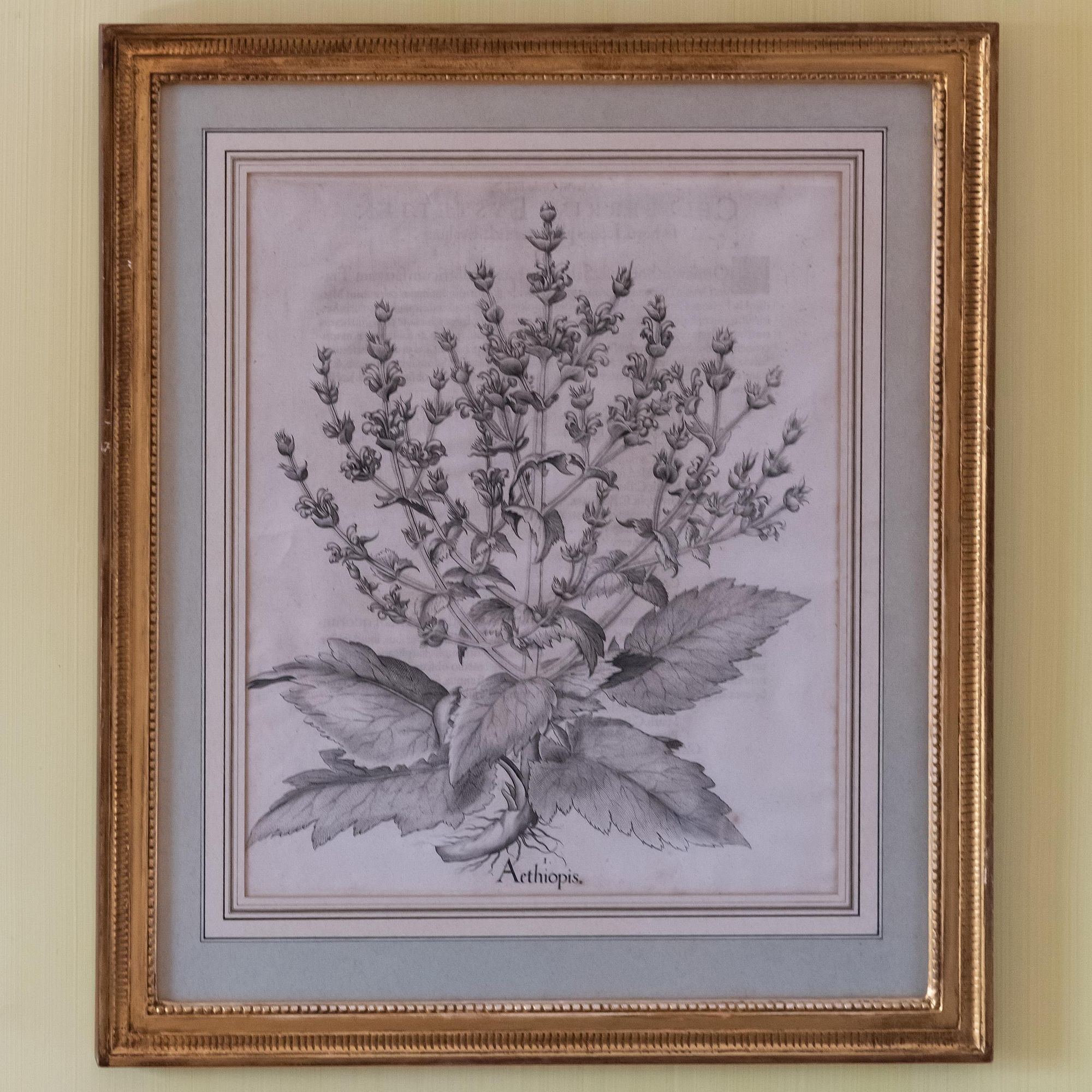 Artwork by Basilius Besler, Basilius Besler (1561-1629): Botanicals: Eight Plates, Made of engravings in black on laid paper