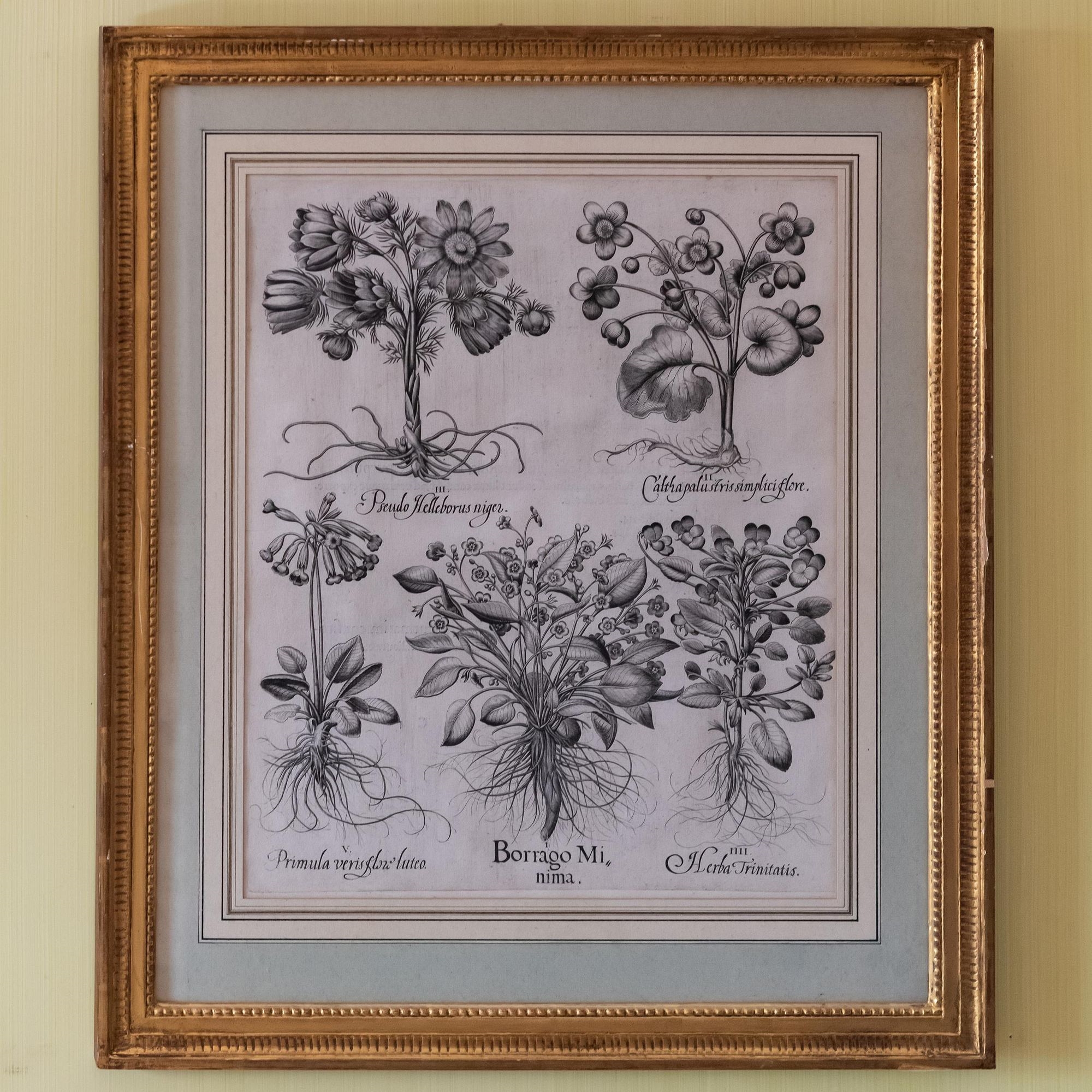 Artwork by Basilius Besler, Basilius Besler (1561-1629): Botanicals: Eight Plates, Made of engravings in black on laid paper