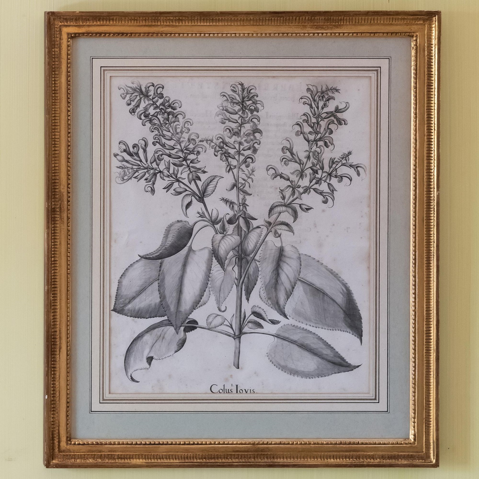 Artwork by Basilius Besler, Basilius Besler (1561-1629): Botanicals: Eight Plates, Made of engravings in black on laid paper