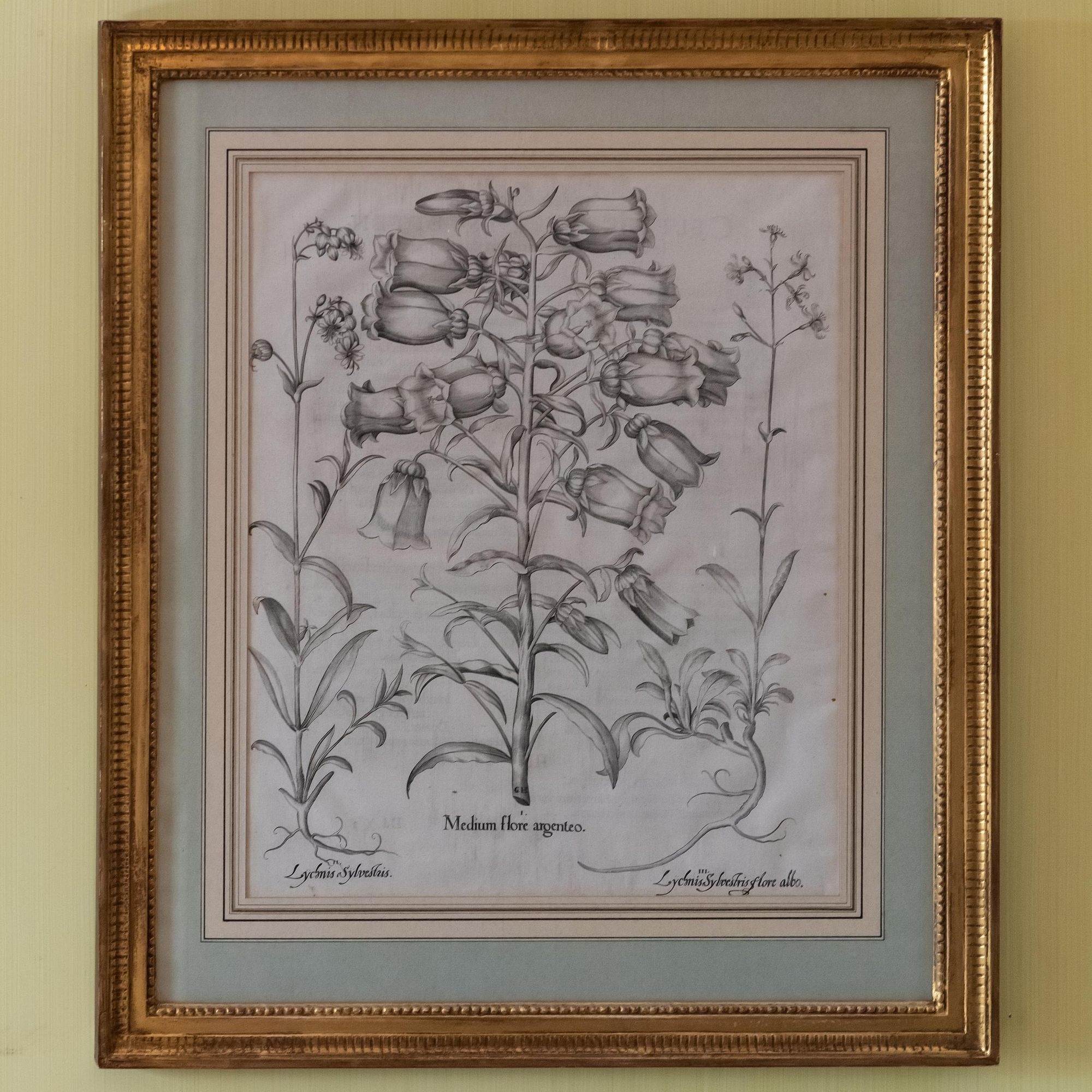 Artwork by Basilius Besler, Basilius Besler (1561-1629): Botanicals: Eight Plates, Made of engravings in black on laid paper