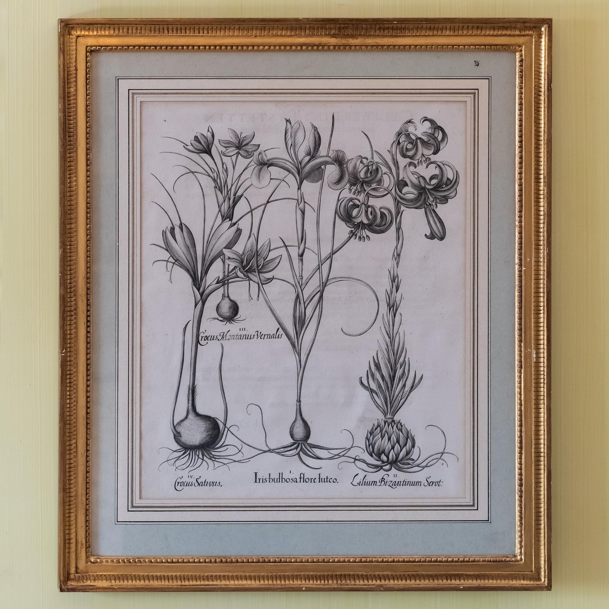 Artwork by Basilius Besler, Basilius Besler (1561-1629): Botanicals: Eight Plates, Made of engravings in black on laid paper