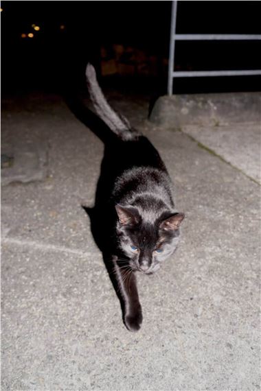 This Rural - Lismore Castle Arts, The Mill