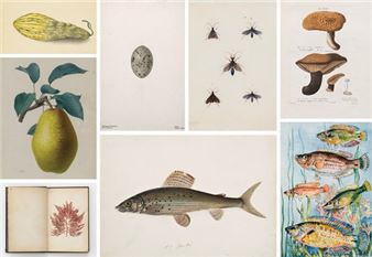 The Art Of Observation: 19th & Early 20th Century Watercolors & Drawings - Victoria Munroe Fine Art