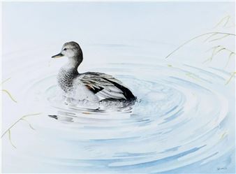 Duck - Gadwell Drake - Owen Williams