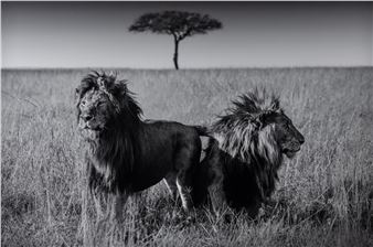 The Twins - Michel Ghatan