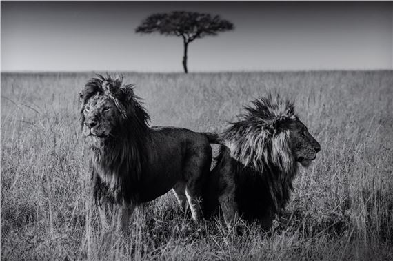 The Twins by Michel Ghatan, 2021