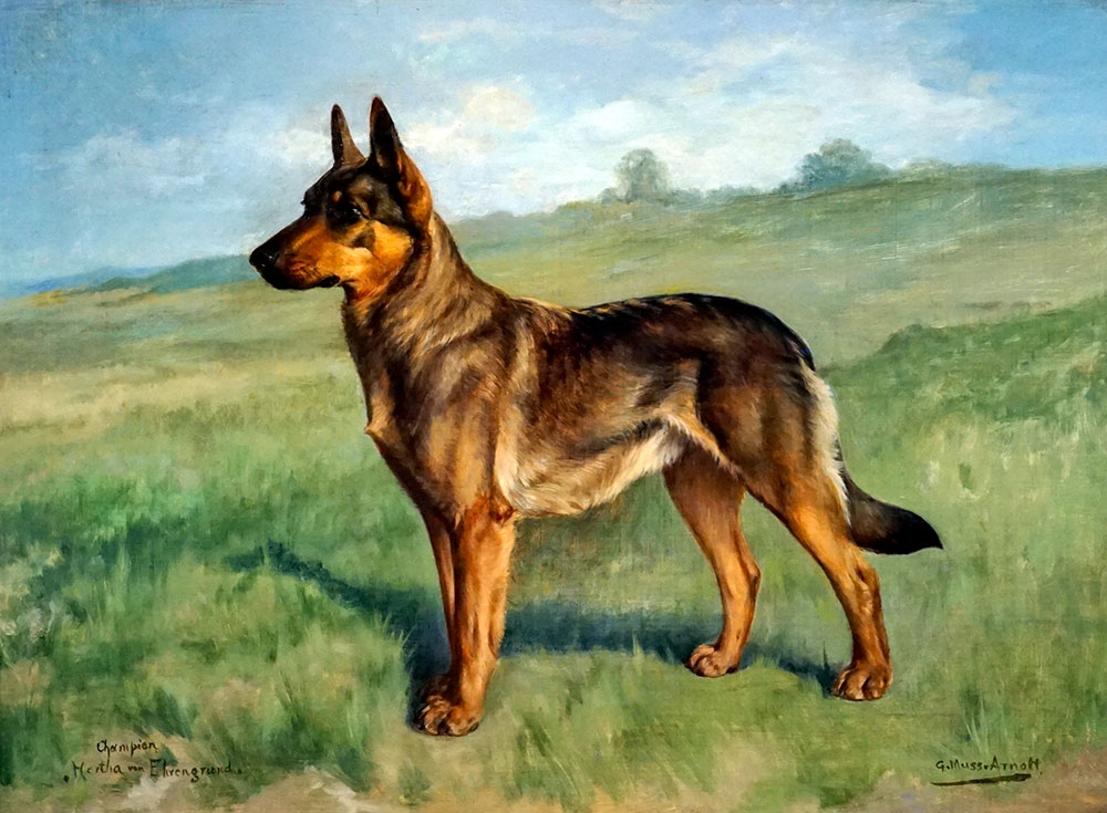 Artwork by Gustave Muss-Arnolt, Champion Hertha von Ehrengrund, Made of Oil on canvas