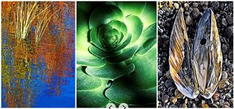 Embracing Nature - San Francisco Women Artists (SFWA)