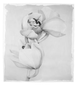 Stephen Inggs: Botanical Legacies