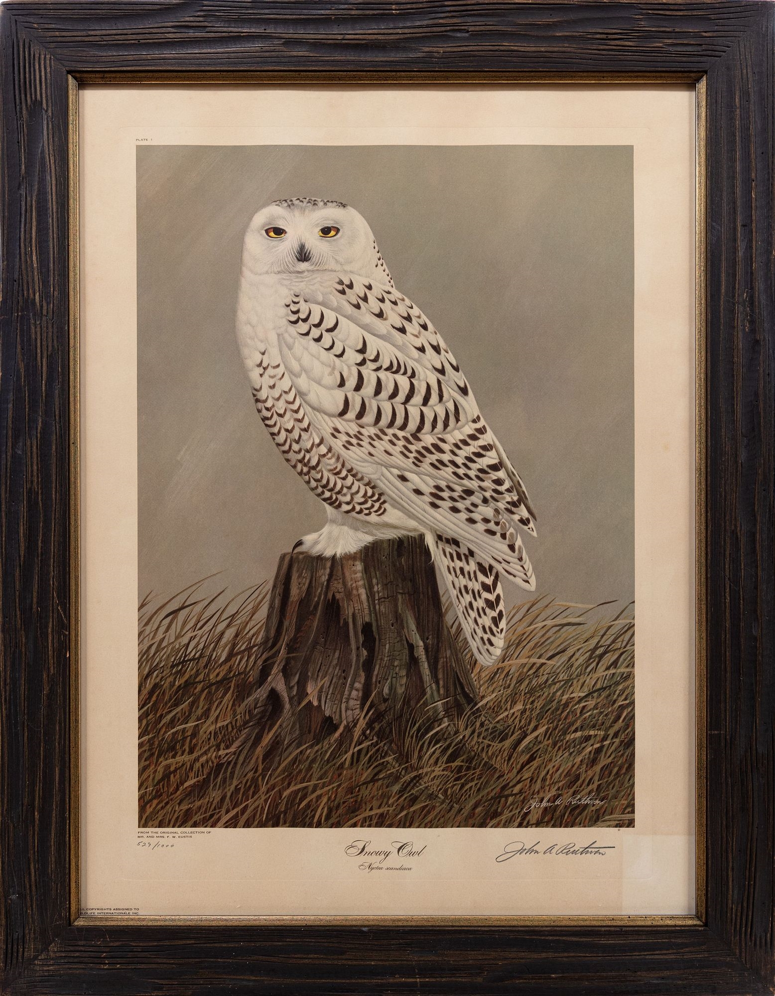 John Ruthven | JOHN RUTHVEN, Snowy Owl | MutualArt