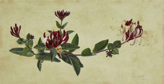 Raymond Booth | Rhododendron Maculife rum Anwheiense (1998
