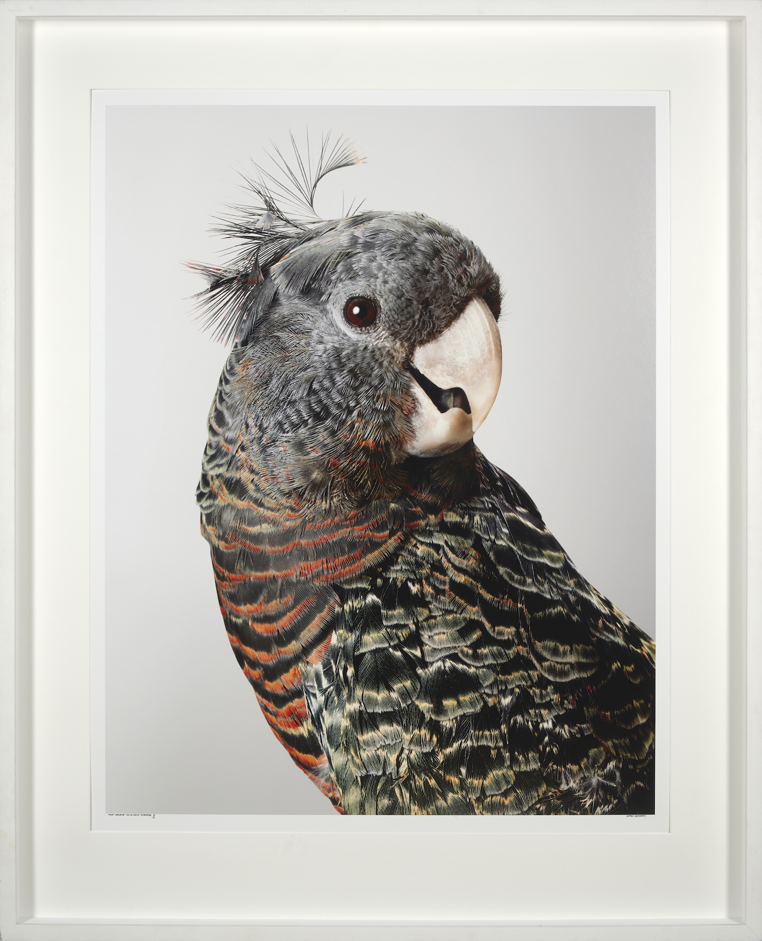 Artwork by Leila Jeffreys, 'Mrs Skyring' Gang-Gang Cockatoo, Made of photograph on archival fibre based cotton rag