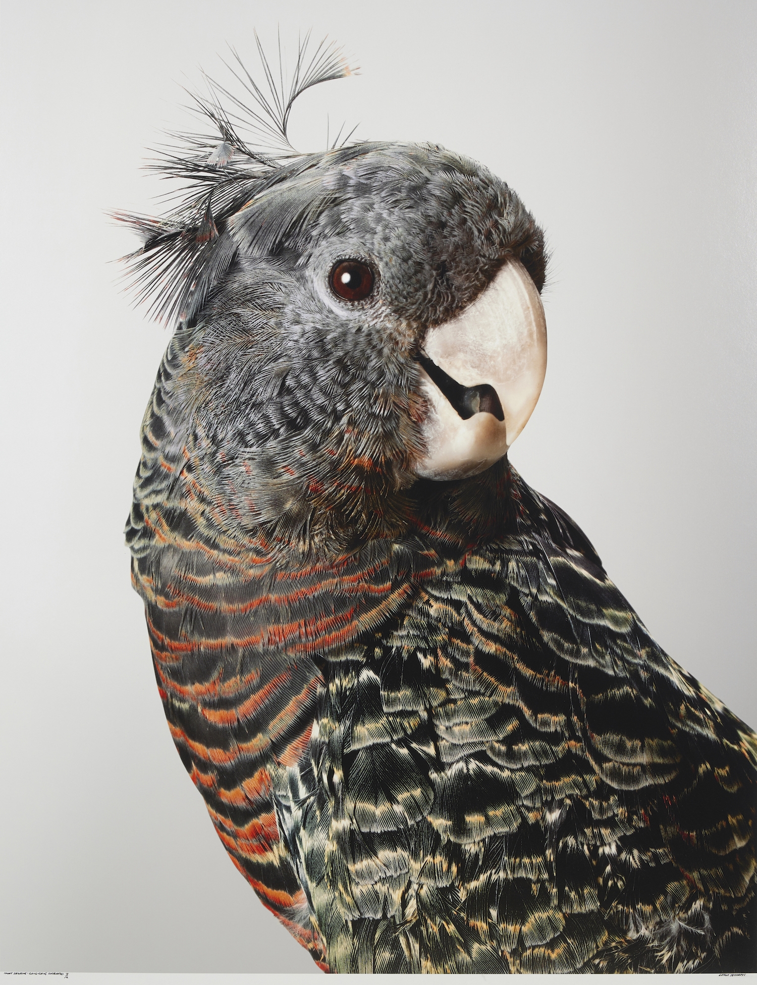 Artwork by Leila Jeffreys, 'Mrs Skyring' Gang-Gang Cockatoo, Made of photograph on archival fibre based cotton rag