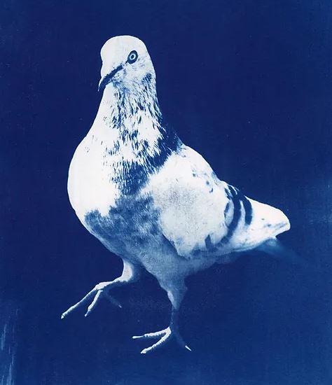 Uitgestald-2: Local talent in the picture - MAD Gallery