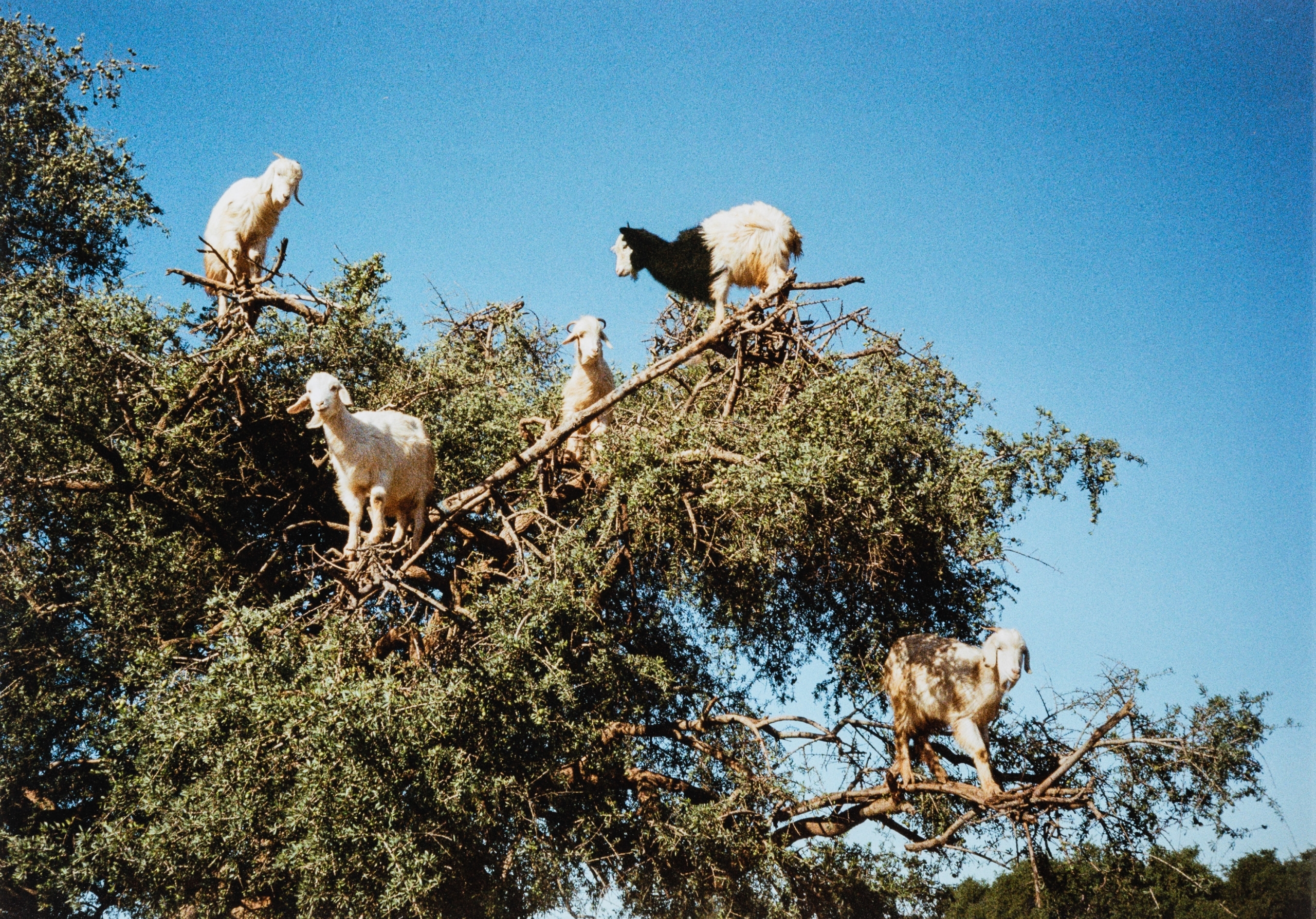 Artwork by Anna Jermolaewa, About Goats and Women in Oil Production, Made of C-Print