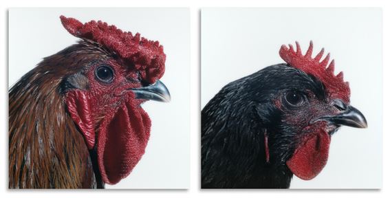 Mechelse Giant (cock and hen) (2002) by Koen Vanmechelen