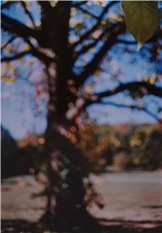 American 20th Century - Terri Weifenbach