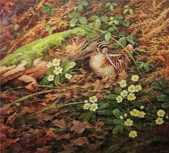 Woodcock seated amongst primroses by Neil Cox