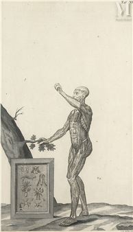 Planche d'anatomie. Pl.VI issue de Tabulae Anatomicae - Jean-georges Seiller