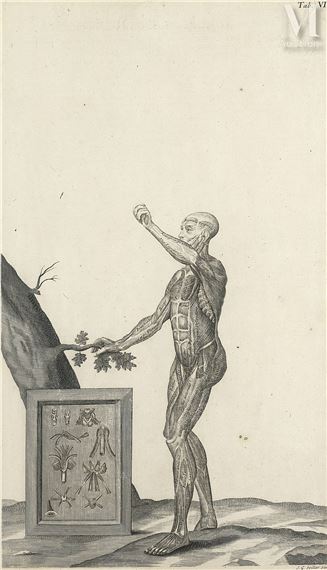 Planche d'anatomie. Pl.VI issue de Tabulae Anatomicae - Jean-georges Seiller