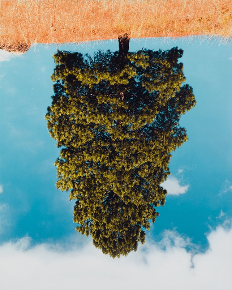 Rodney Graham | Ponderosa Pine No. 3 (1992) | MutualArt
