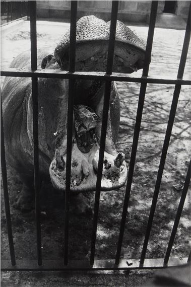 Garry Winogrand | The Animals (1962 - 1969) | MutualArt