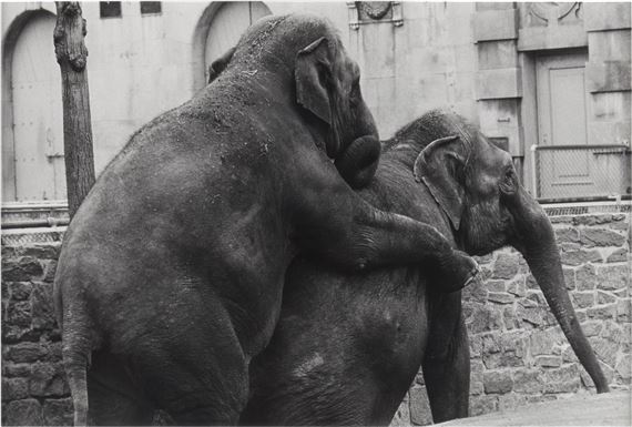 Garry Winogrand | The Animals (1962 - 1969) | MutualArt