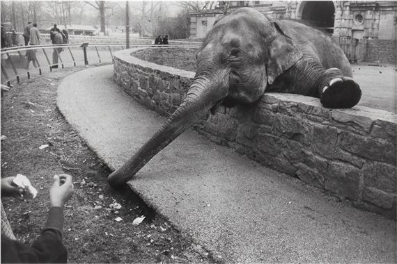Garry Winogrand | The Animals (1962 - 1969) | MutualArt