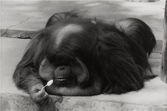 Garry Winogrand | The Animals (1962 - 1969) | MutualArt
