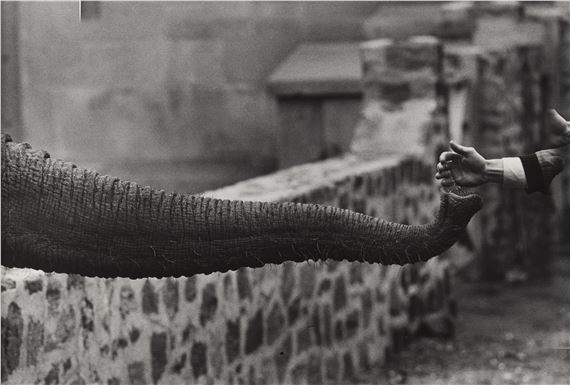 Garry Winogrand | The Animals (1962 - 1969) | MutualArt