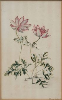 Two tulips - Alida Withoos