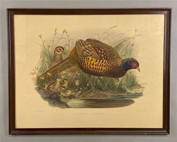 J. Wolf and J. Smit Phasianus Colchicus Lithograph by J. Wolf, J. Smit