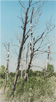 Tribute to John Bird - 1979 - Judy Gouin