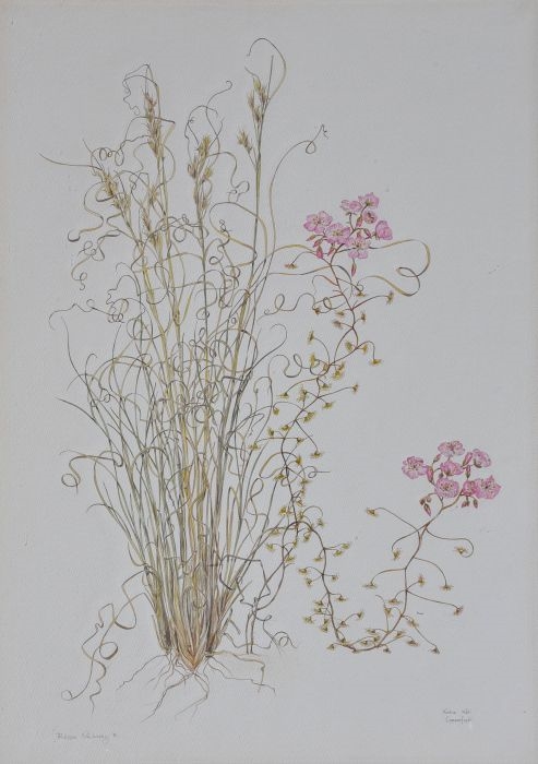 ≫ Paniculata Gypsophila