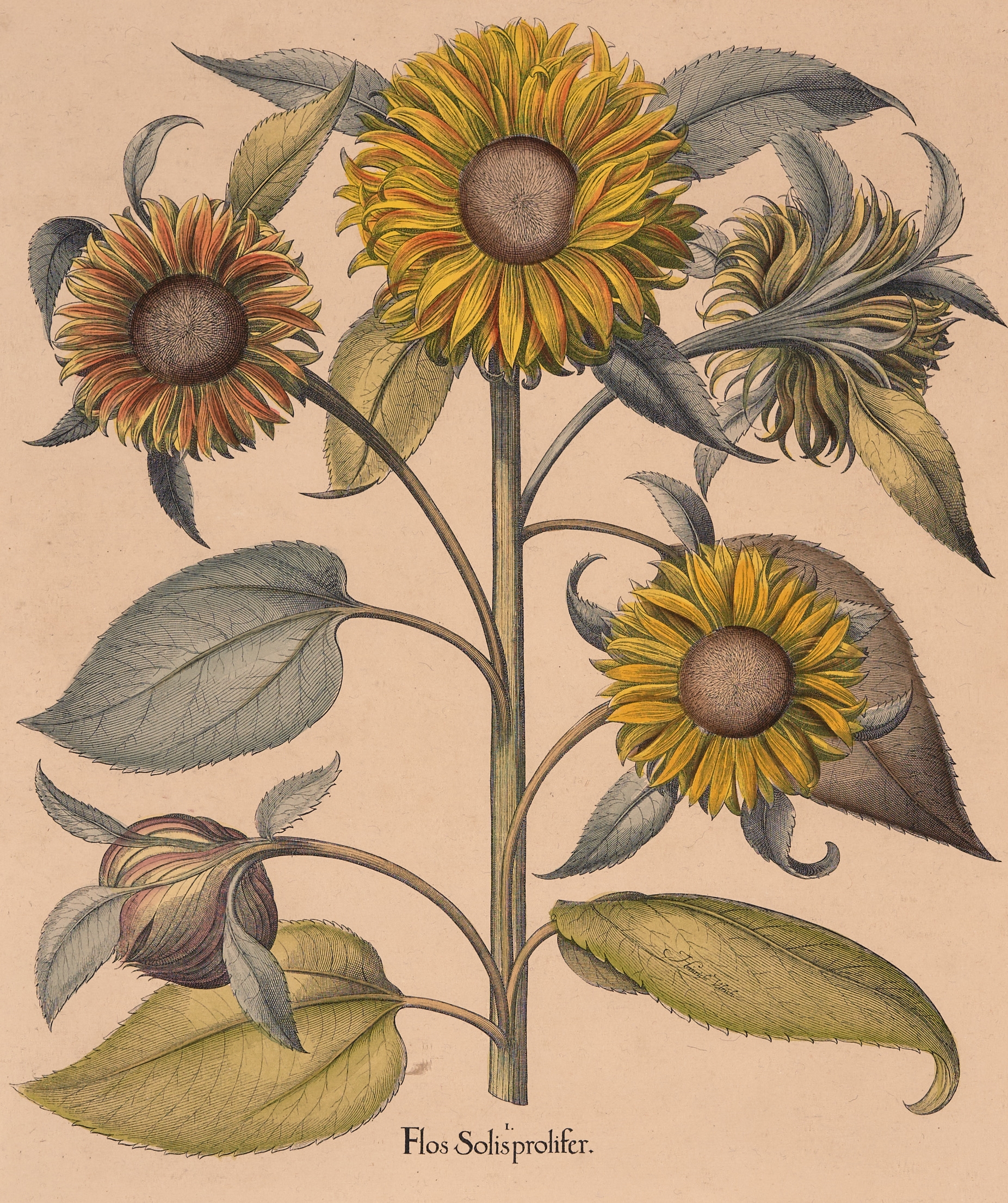 Botanical Study: Sunflower by Basilius Besler