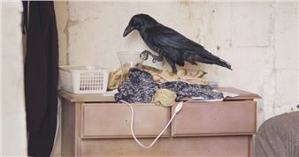 Spark Birds & the Loneliness of Species - Kasteel Wijlre