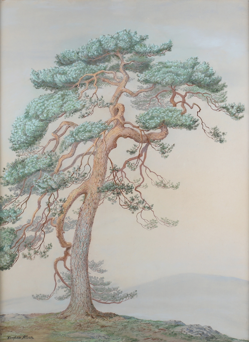 Daphne Constance Allen | A Pine Tree of Glen Falloch (20th Century ...