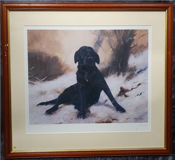 A black Labrador in a snowy setting. - John Tickett