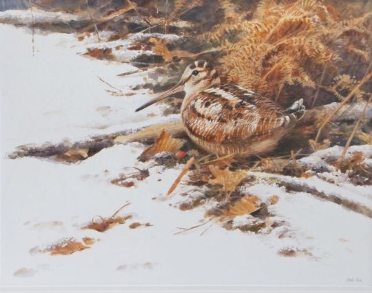 Artwork by Neil Cox, Woodcock in Winter, Made of watercolour