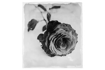 'Botanical Legacies': Stephen Inggs on Colonialism, Migration and Ecology