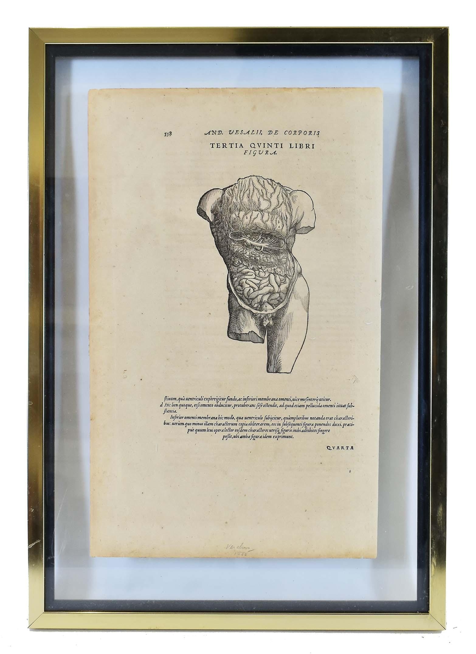 Andreas Vesalius | On the Structure of the Human Body (1555) | MutualArt