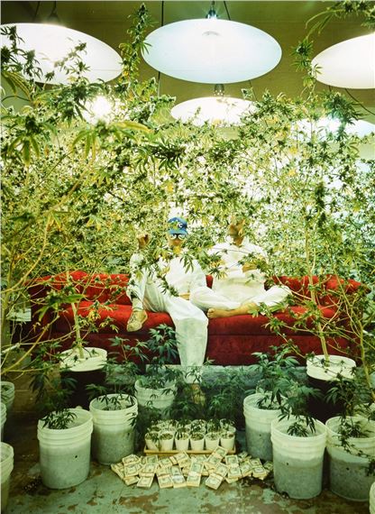 Marijuana Growers, Los Angeles, California - Horst Wackerbarth