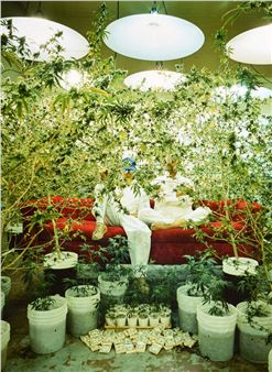 Marijuana Growers, Los Angeles, California - Horst Wackerbarth
