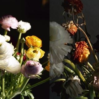 In Bloom - Gail Severn Gallery