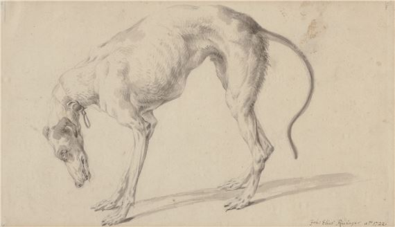Study of a greyhound by Johann Elias Ridinger