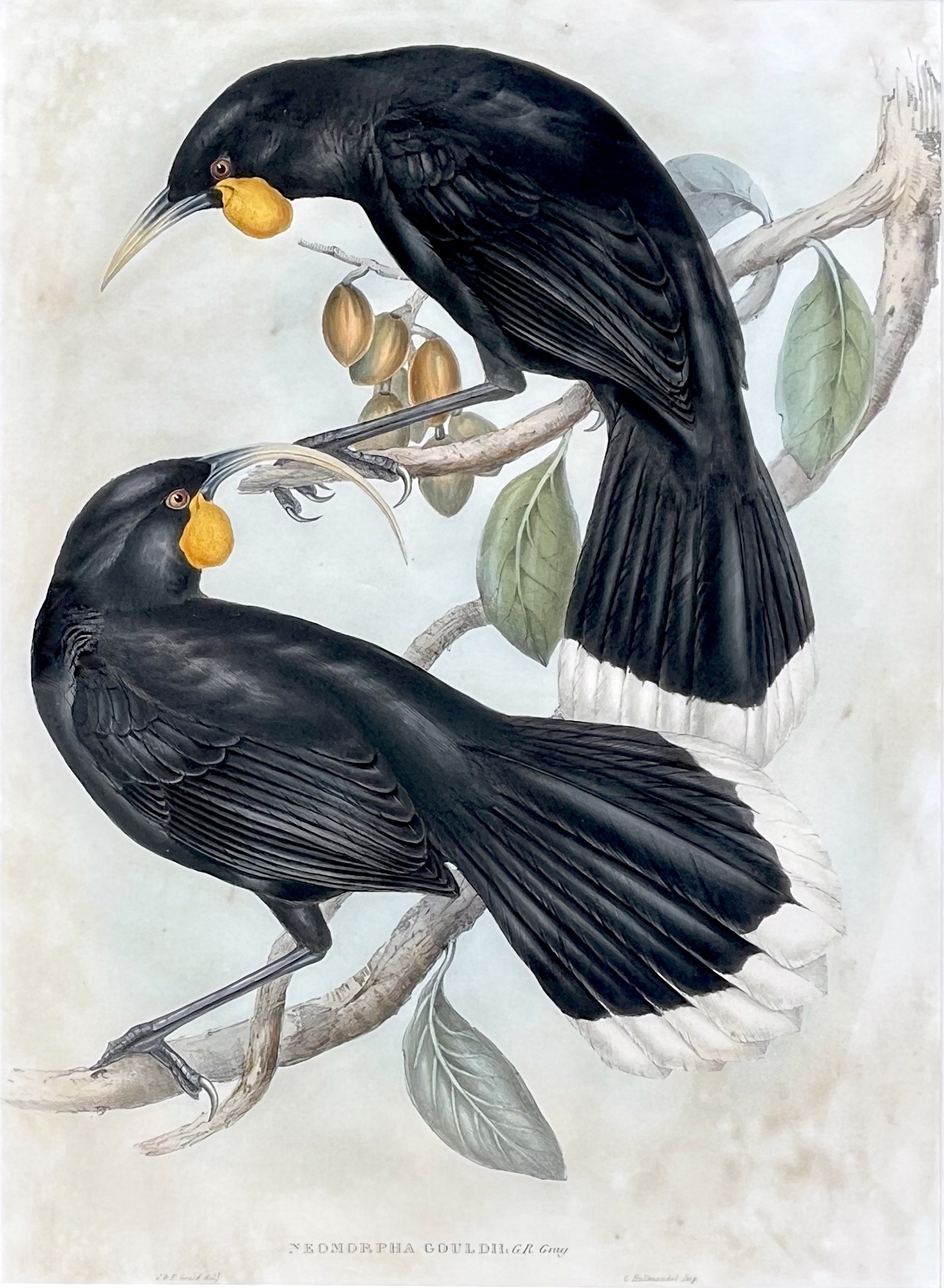 Neomorpha Gouldii (The Huia), London, Gould by John Gould, 1848