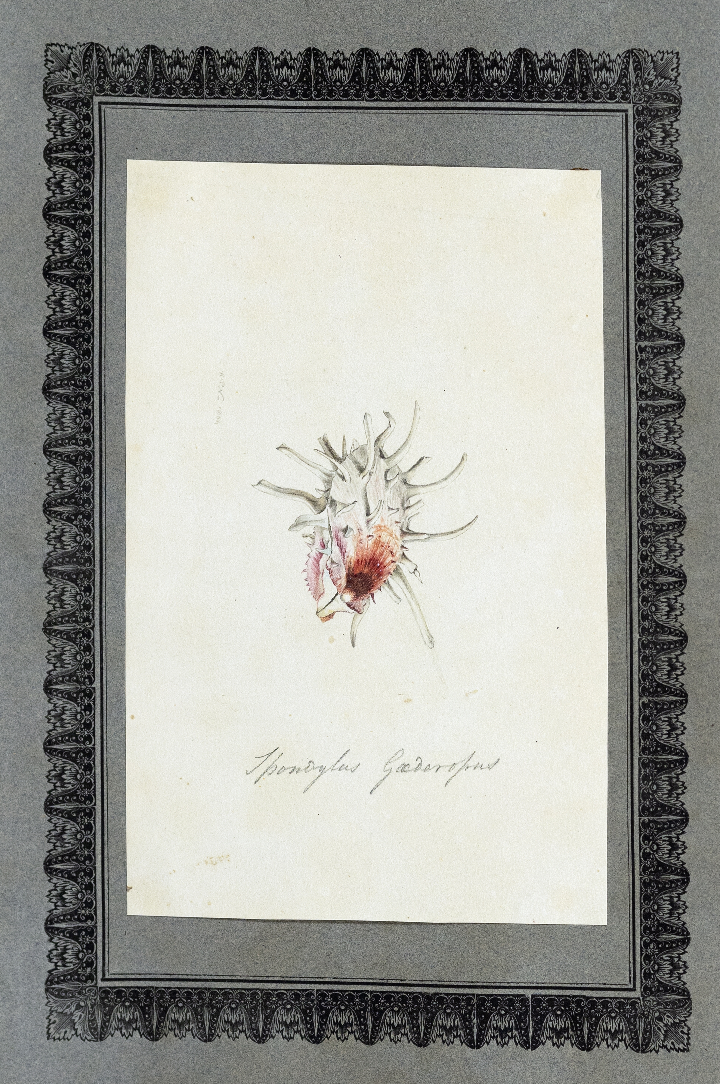 Tpomoglus gaederopus by Richard Polydore Nodder