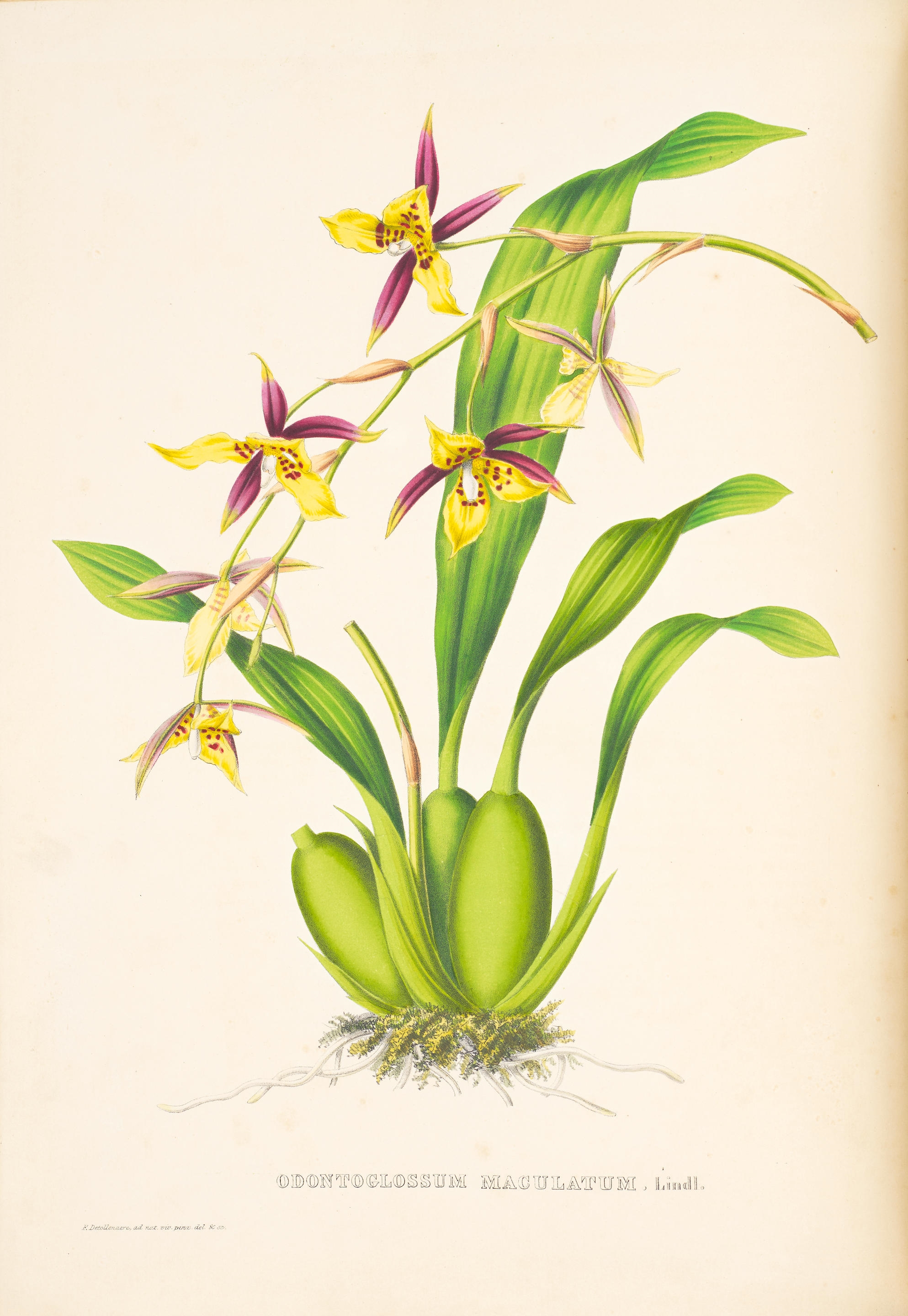 Pescatorea. Iconographie des Orchidées. Brussels: M.Hayez for Librairie de Charles Muqardt, [1854-]1855-1860. by Jean Jules Linden, F. Detollenaere, 1855-1860