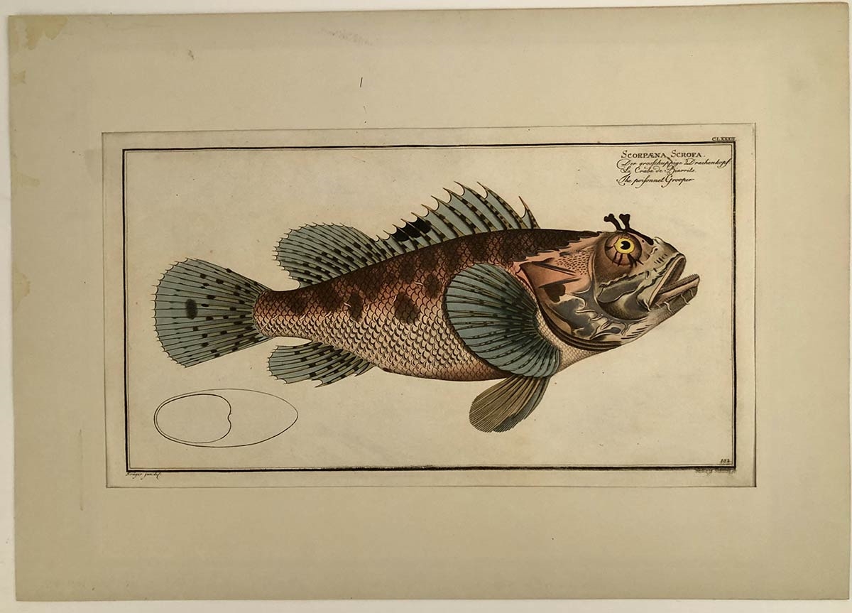 Artwork by Marcus Elieser Bloch, Scarus viridis, Pesce pappagallo / Scorpaena scrofa, Scorfano rosso, Made of etching