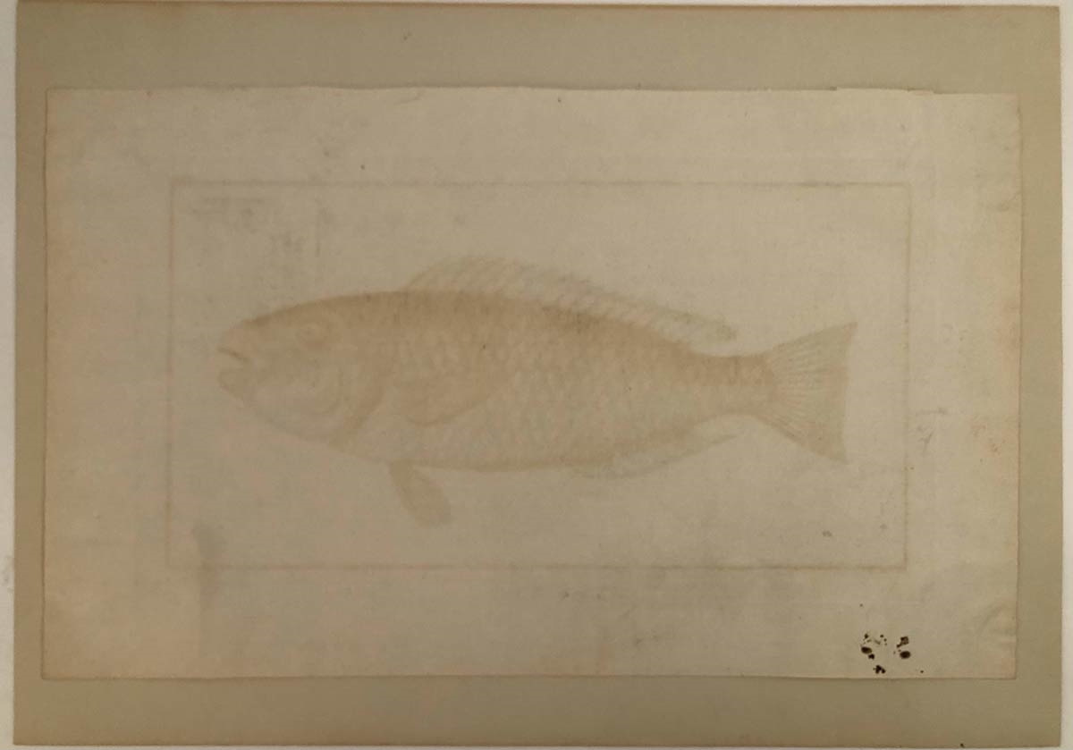 Artwork by Marcus Elieser Bloch, Scarus viridis, Pesce pappagallo / Scorpaena scrofa, Scorfano rosso, Made of etching